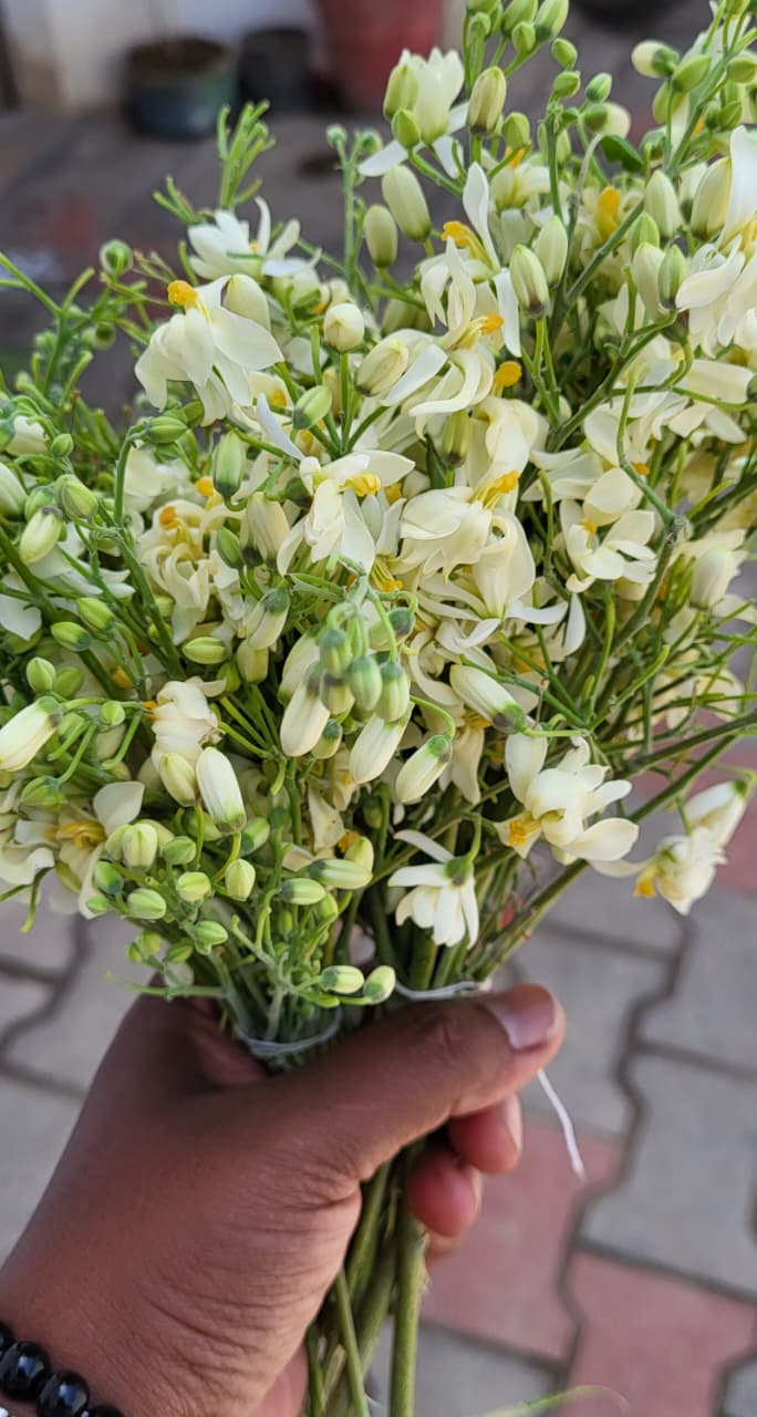 Moringa Flowers